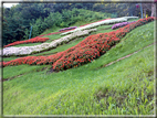 foto Giardini Trauttmansdorff - Boschi del Mondo